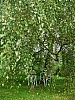 DSCN5840ra.jpg