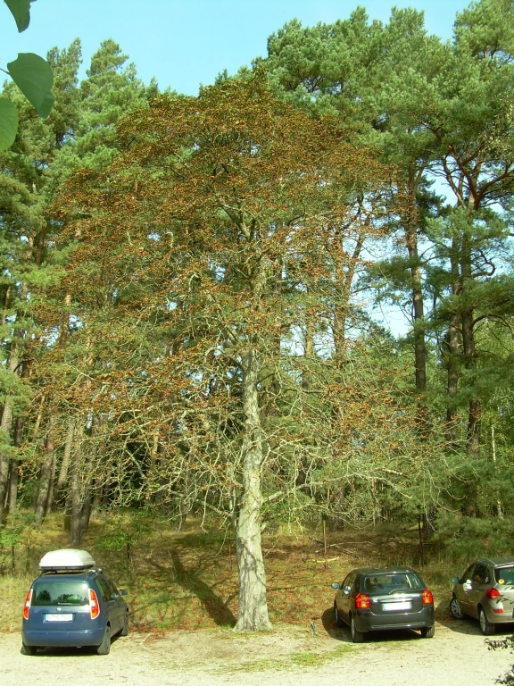 DSCN5871r.jpg