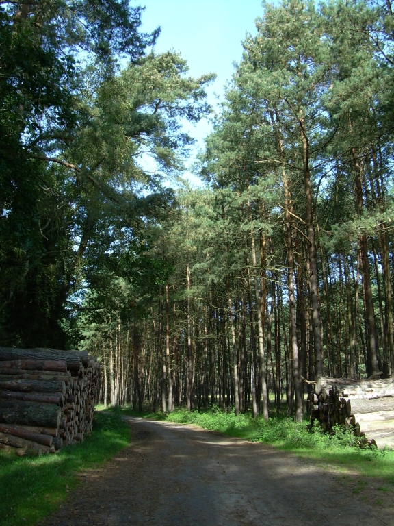 DSCN5873r.jpg