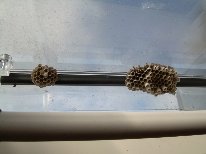 DSCN6803.jpg