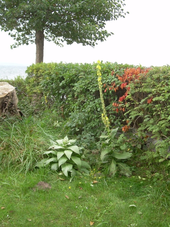 DSCN6806r.jpg
