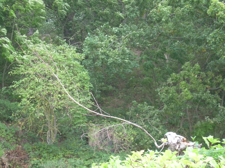 DSCN6808.jpg